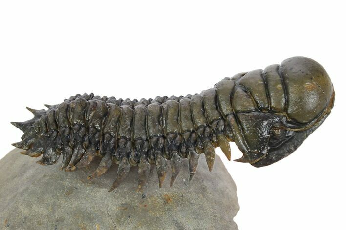 Flying Crotalocephalina Trilobite - Exposed Hyposteme #347782